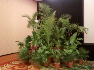 Trees & Tropics