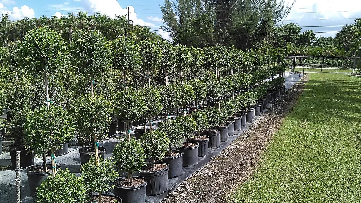 Topiary